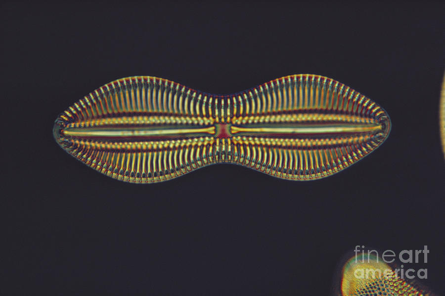 Diatom - Diploneis Crabro Photograph by Eric V Grave