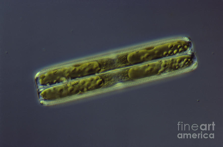 Diatom - Pinnularia Photograph by M. I. Walker