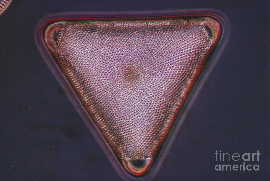 Diatom - Triceratium Formosum Photograph by Eric V. Grave