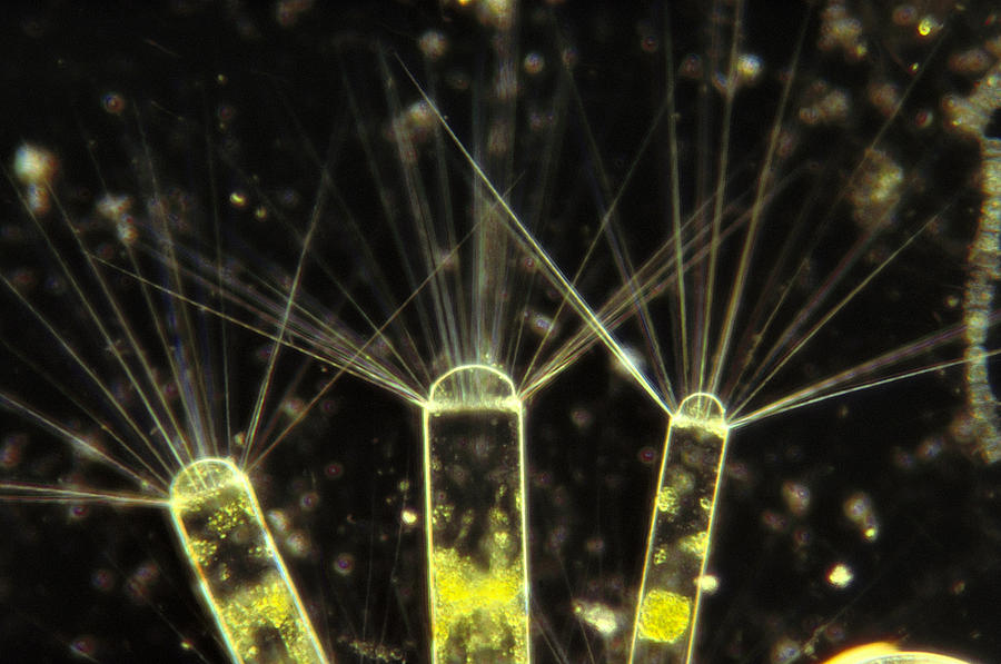 Diatoms Antarctica Photograph by Flip Nicklin