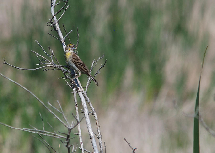 Dickcissel Singing Her Song Photograph by Janice Adomeit