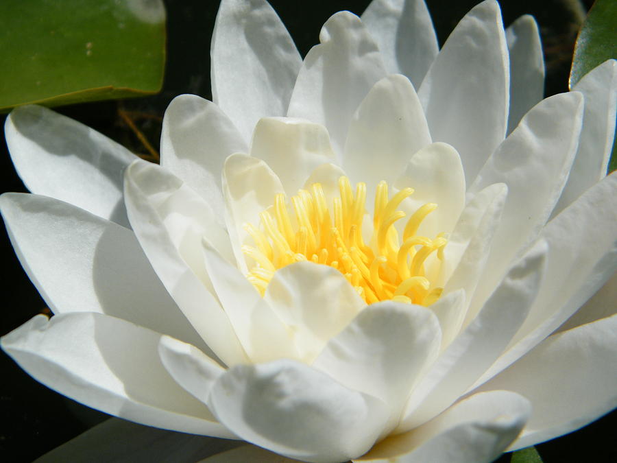 Did Nirvanha Happen Inside a White Water Lily Photograph by Mary Sedivy ...