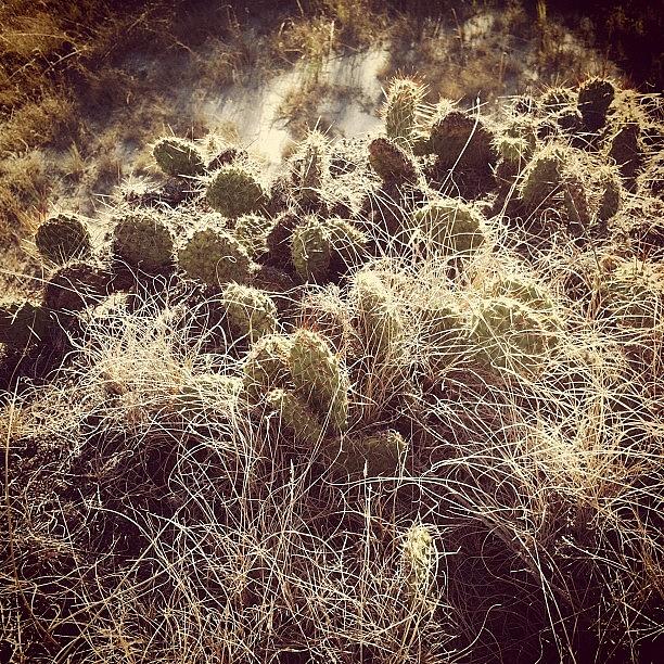 Did You Know North Dakota Has Cactus? Photograph by Al Winmill