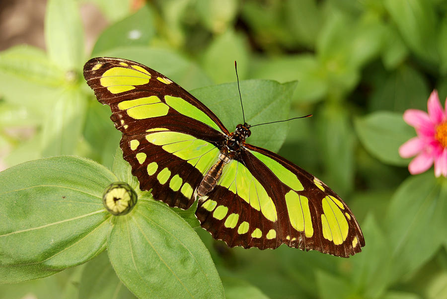 Dido Longwing Butterfly II Digital Art by Eva Kaufman - Fine Art America