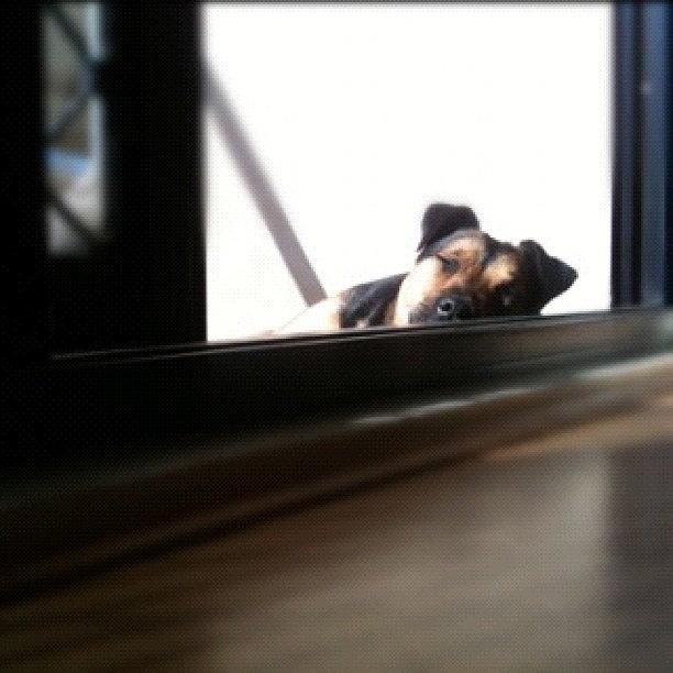 Dog Photograph - Diezel Chilling Out #fuda #fairfax by Luke Fuda