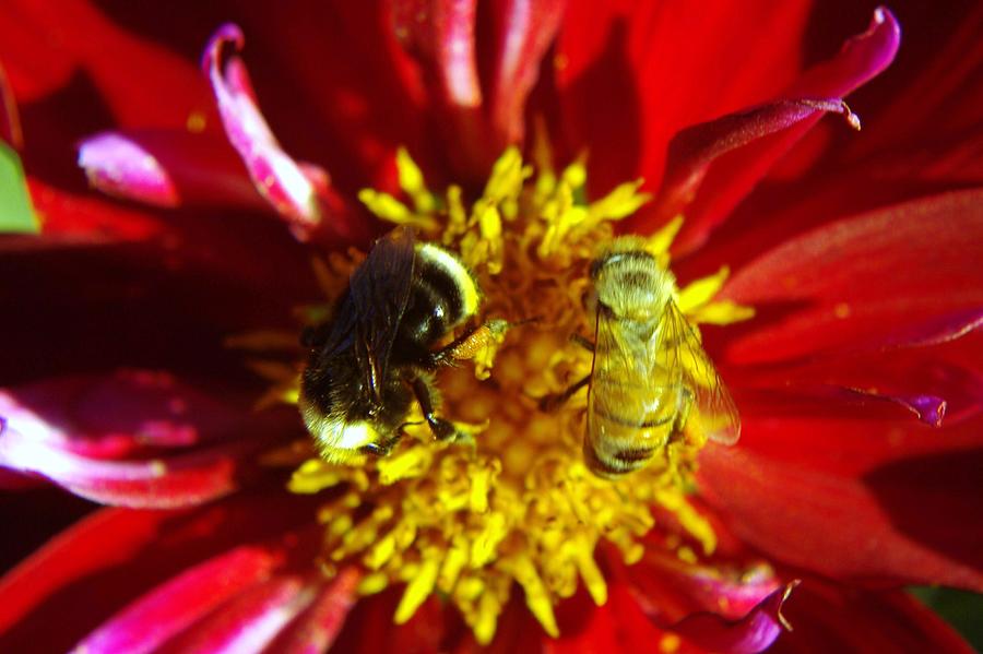 Different Bees Sharing Photograph
