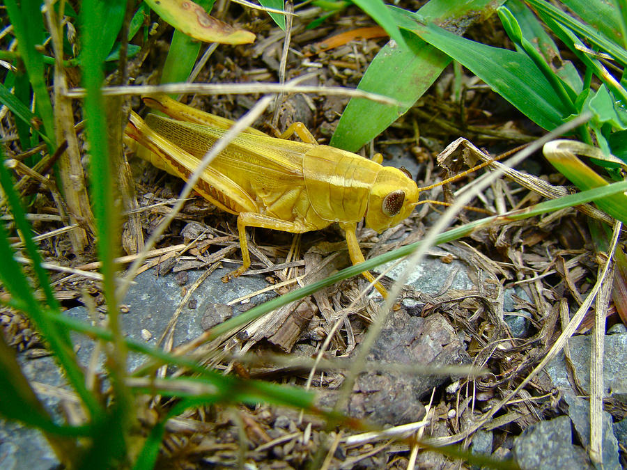 Differential Grasshopper - Yellow Phase - Melanoplus differentialis Photograph by Carol Senske