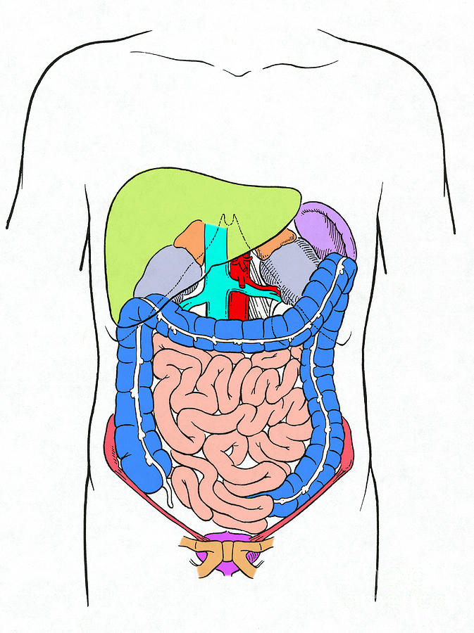 Digestive System Photograph by Science Source