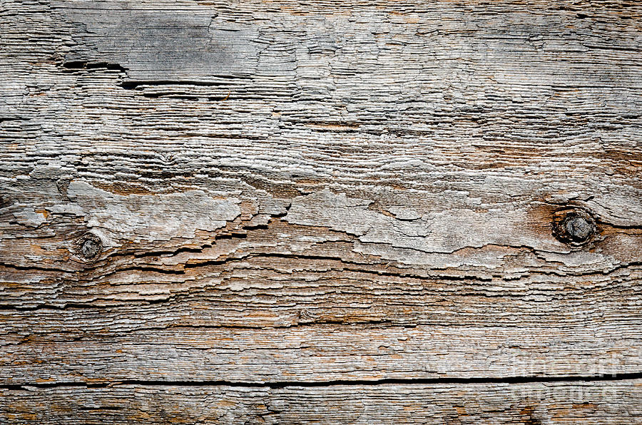 Digital Bark Texture As If Digitised Contours On Natural Wood Photograph By Andy Smy