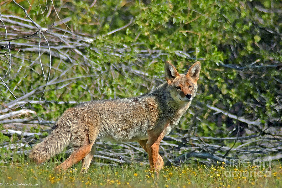 Digital Coyote Photograph