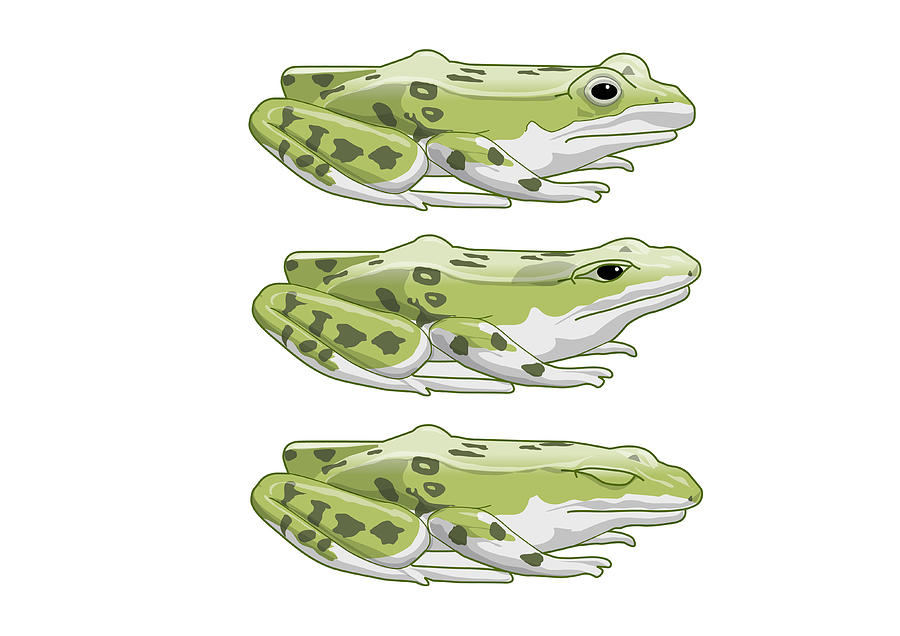 Digital Illustration Sequence Showing How The Eyes Of Perezs Frog (pelophylax Perezi) Close When Swallowing Prey Digital Art by Dorling Kindersley