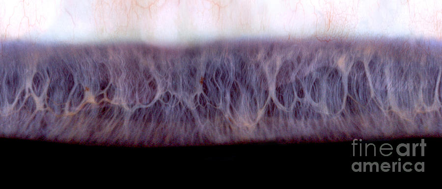 Digital Inversion Of Human Eye Photograph by Raul Gonzalez Perez