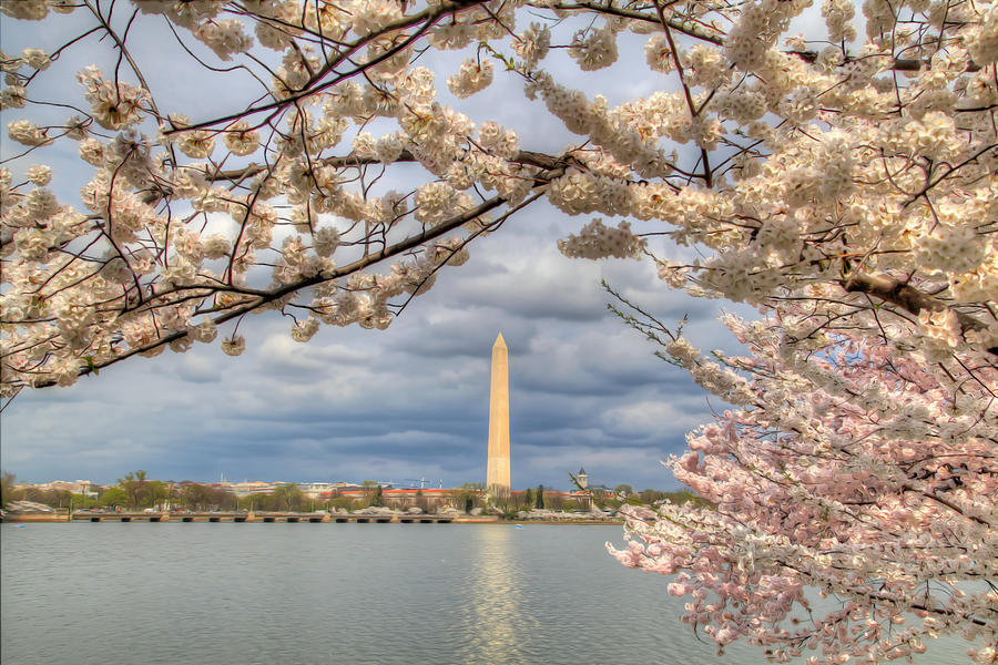 Flower Digital Art - Digital Liquid - Cherry Blossoms Washington DC 4 by Metro DC Photography