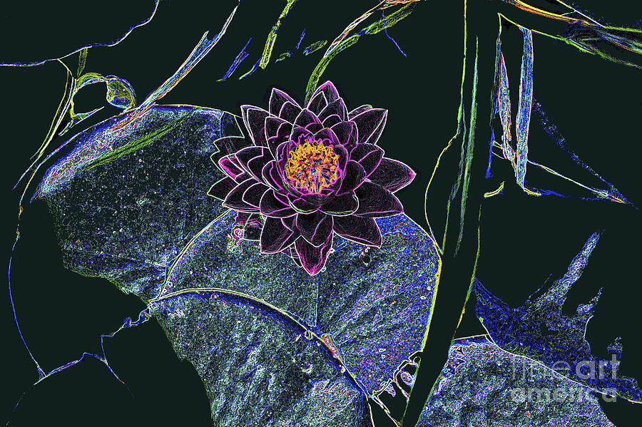 Digital Lotus 2 Photograph by Bill Thomson
