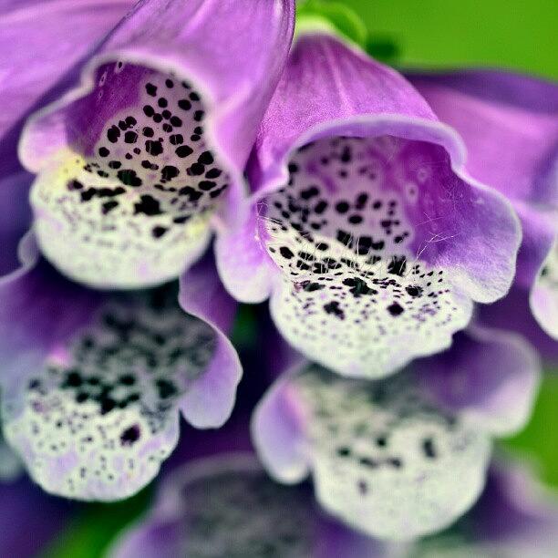 Flowers Still Life Photograph - Digitalis Purpurea #foxglove #digitalis by Zaqqy J