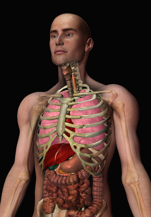Digitally Generated Image Of Inner Human Organs Digital Art by Calysta Images
