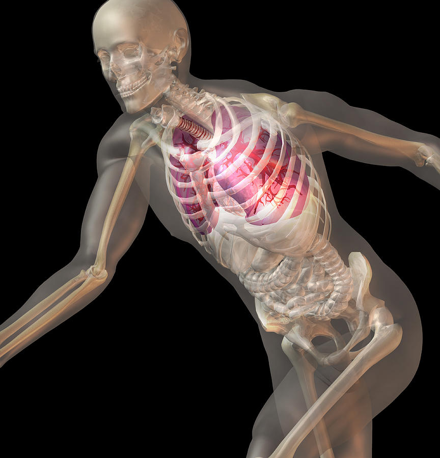 Digitally Generated Image Of Running Human Representation With Inner Human Organs Visible Digital Art by Calysta Images
