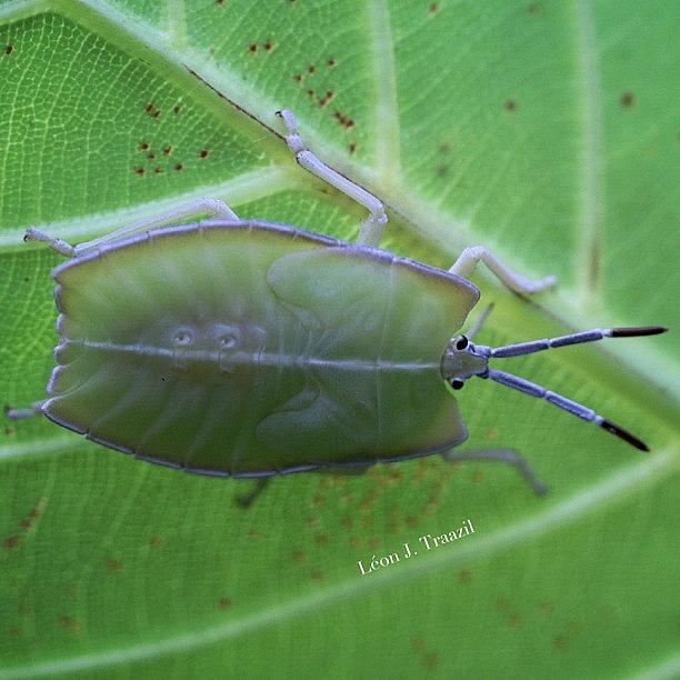 Dillenia Shield Bug Nymph Photograph by Leon Traazil
