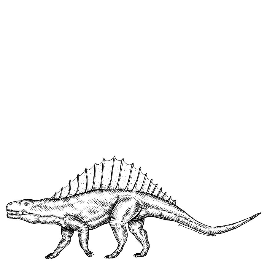 Dimetrodon Dinosaur Drawing by Karl Addison Fine Art America