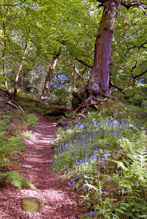 Dimmingsdale - woodland path with bluebells 3 Photograph by Rod Jones