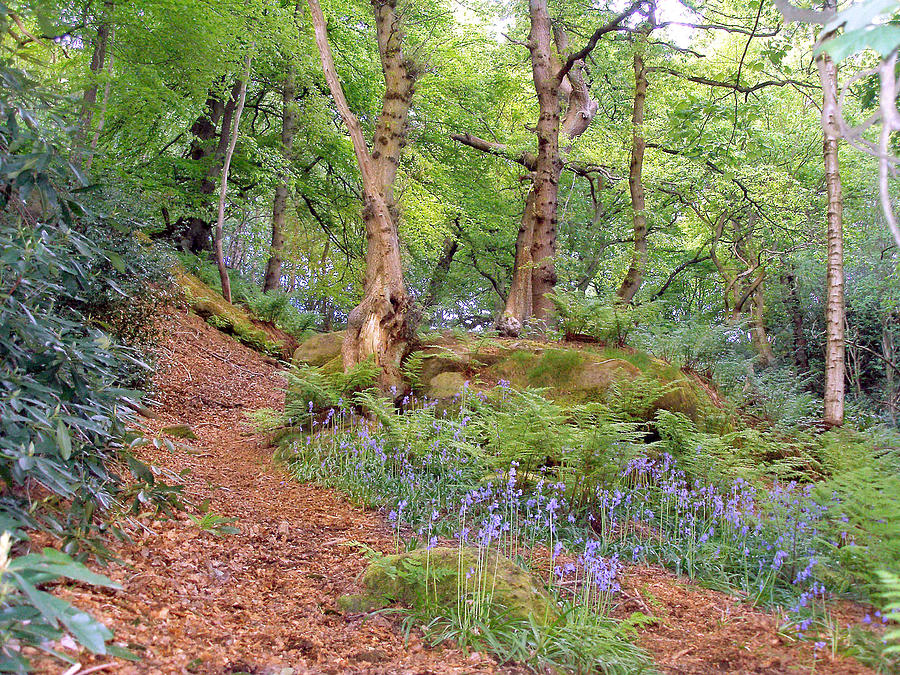 Dimmingsdale with bluebells 1 Photograph by Rod Jones