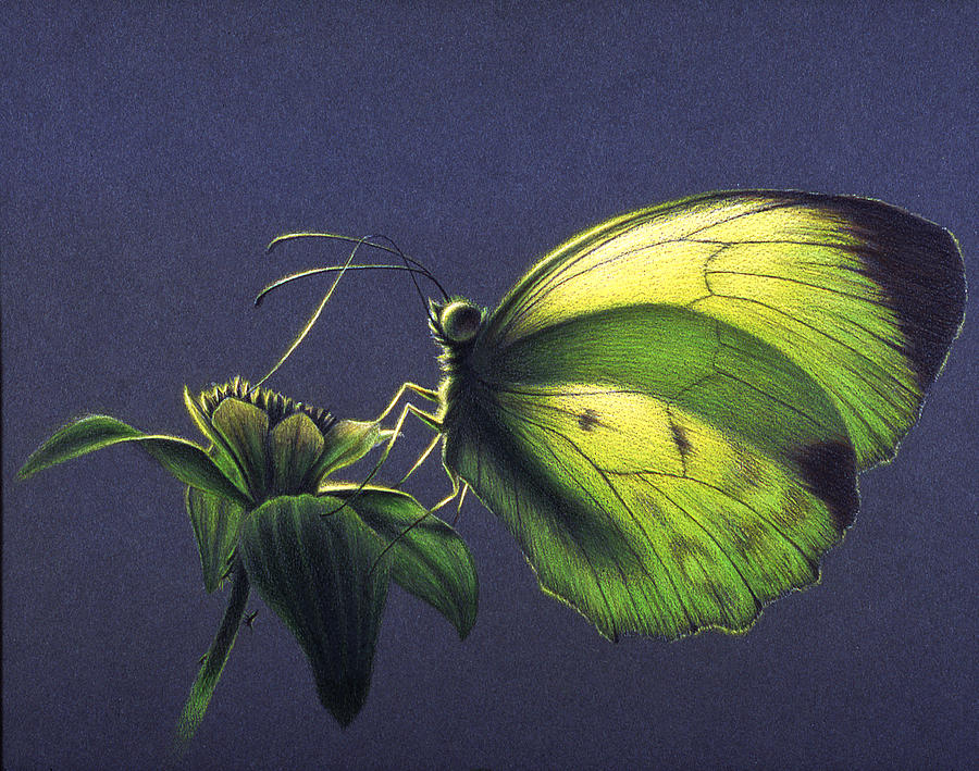 Butterfly Painting - Dina Yellow by Shawn Kawa Butterfly Painting - Dina Yellow by Shawn Kawa
