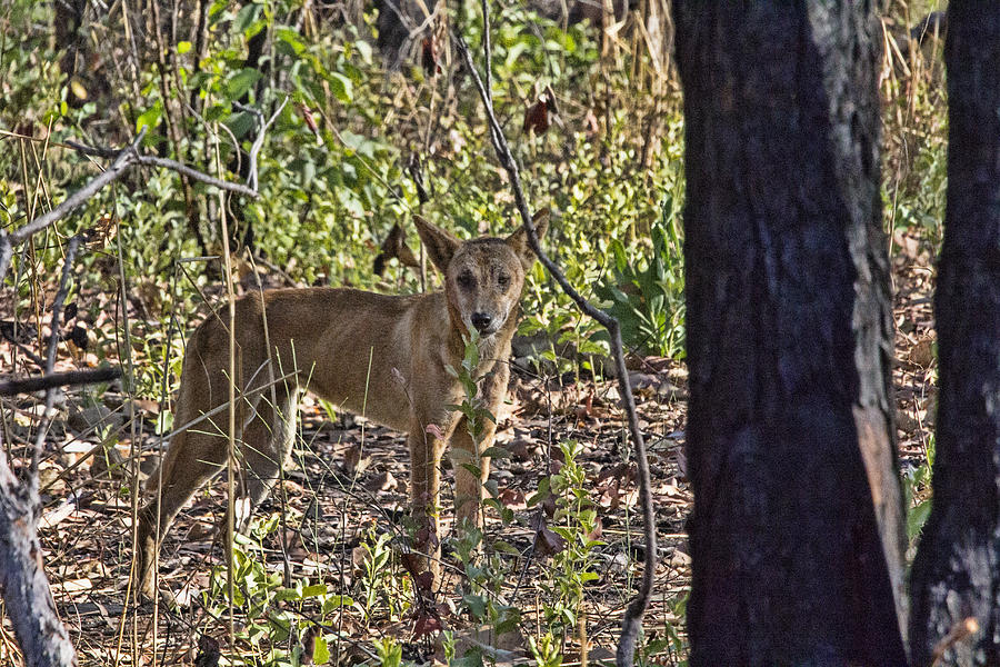 Nature Photograph - Dingo in the Wild V3 by Douglas Barnard