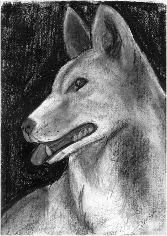 Dingo Drawing by Rae Hauck