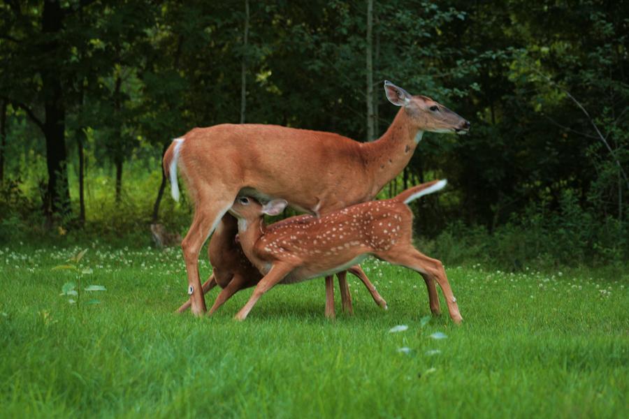 Fawns Photograph - Dinner For Two by Jamie Rabold