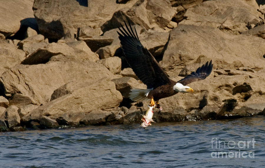 Eagle Photograph - Dinner For Two by Michael Rucci Eagle Photograph - Dinner For Two by Michael Rucci