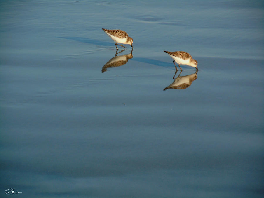 Dinner for Two Sandpipers Photograph by Nancy Griswold