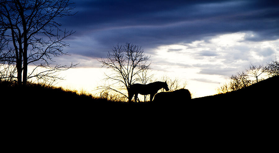 Horse Photograph - Dinner on the Hill by Betsy Knapp