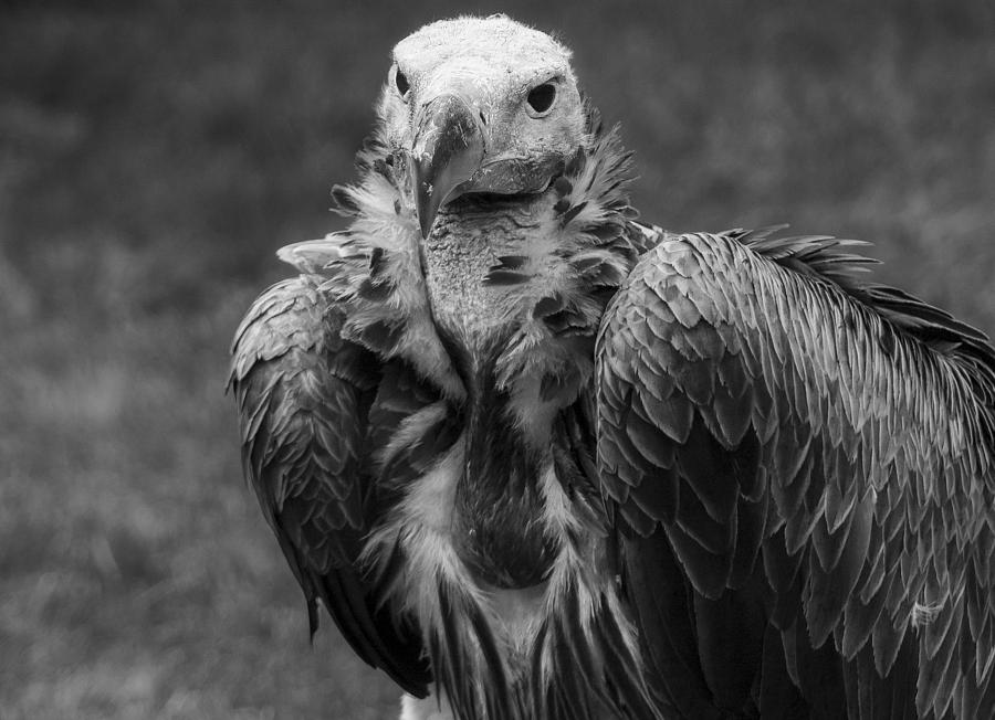 Vulture Photograph - Dinner? by Paul McGowan
