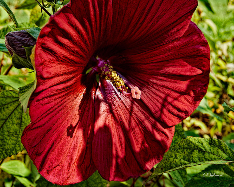 Dinner Plate Hibiscus Photograph by Christopher Holmes
