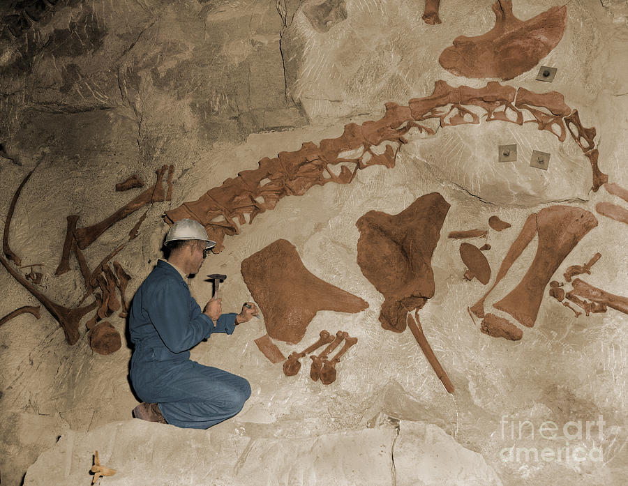 dinosaur national monument wall of bones