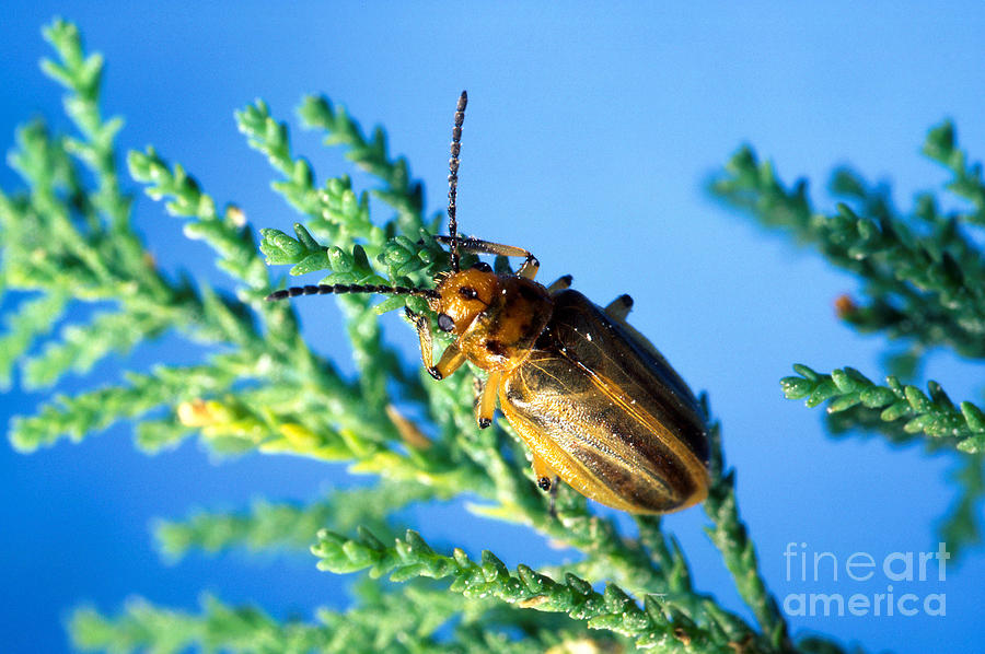 Diorhabda Elongata Leaf Beetle Photograph by Science Source