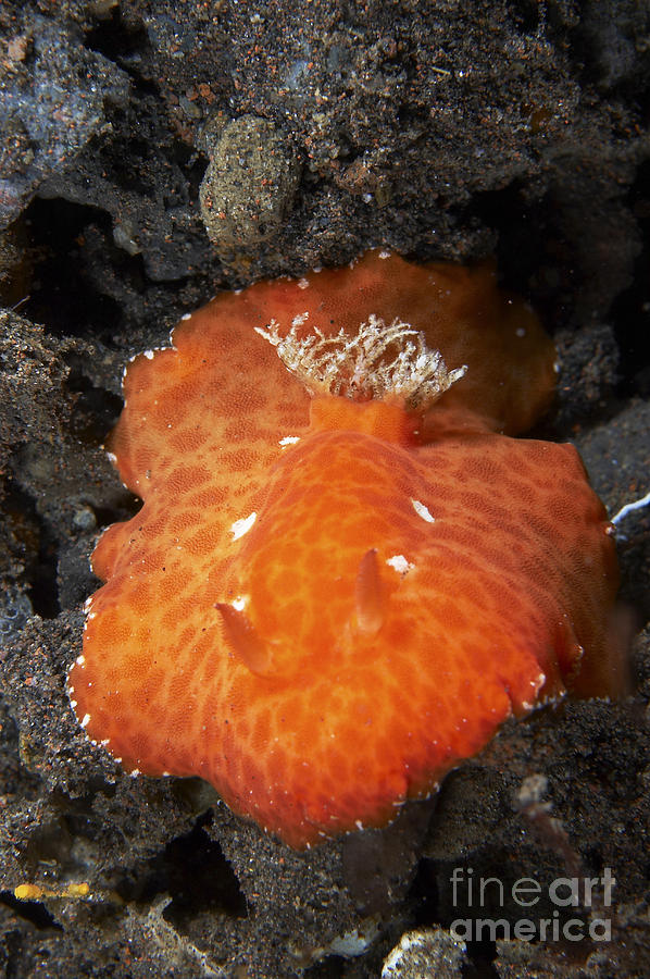 Discodoris Sp. Nudibranch, Bali Photograph by Mathieu Meur
