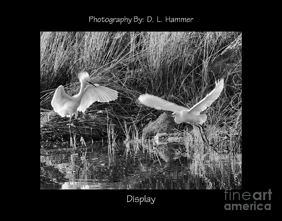Display Photograph by Dennis Hammer