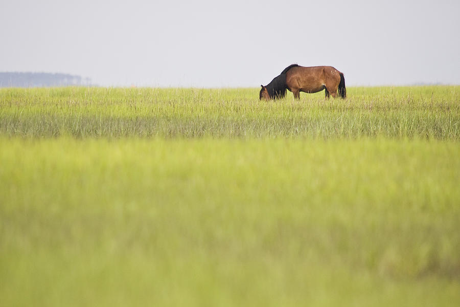 Horse Photograph - Distant Wild Horse by Bob Decker