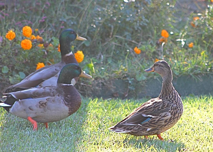 Diva Duck and the Mallards Photograph by Jeanne Juhos