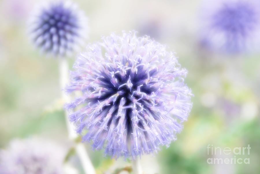 Purple Flower Photograph - Diva by Ivy Ho