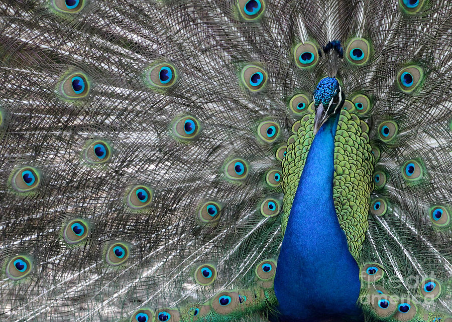 Diva Peacock Photograph by Sabrina L Ryan