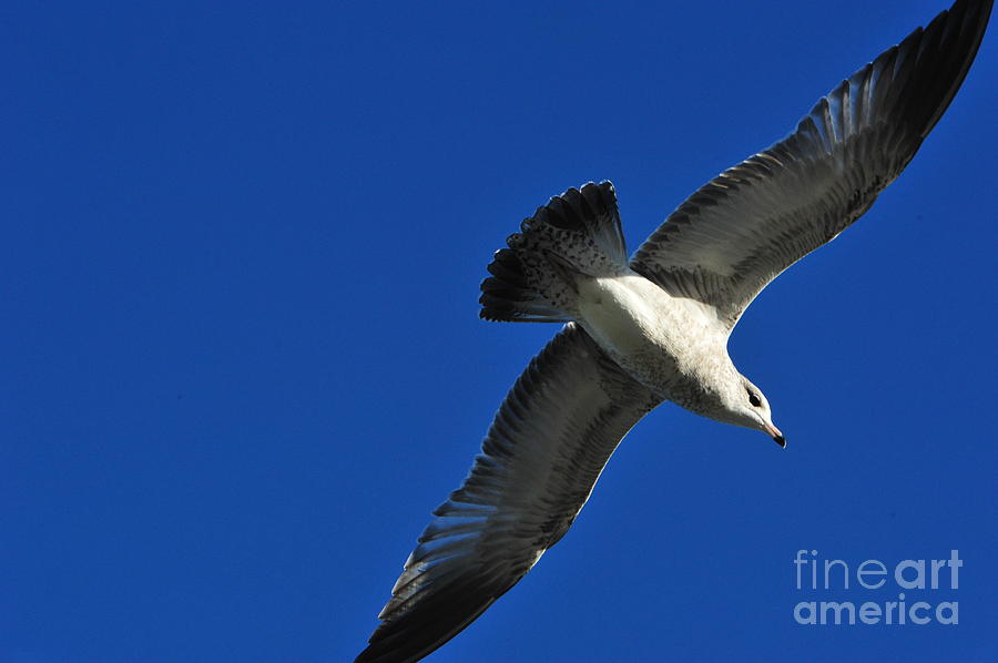 Dive Bomber Photograph by Andrea Kollo Dive Bomber Photograph by Andrea Kollo