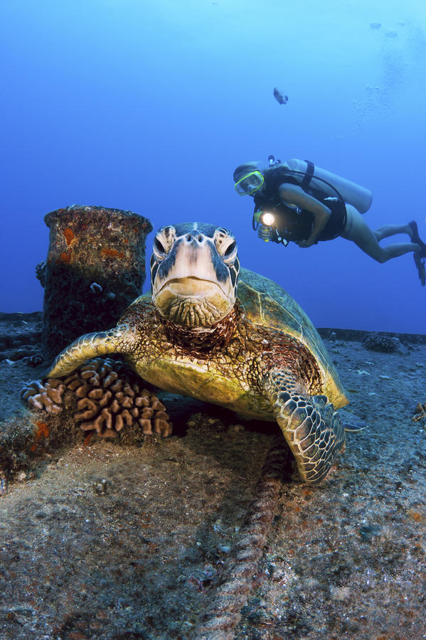 Diver and Green Sea Turtle Photograph by Dave Fleetham - Printscapes