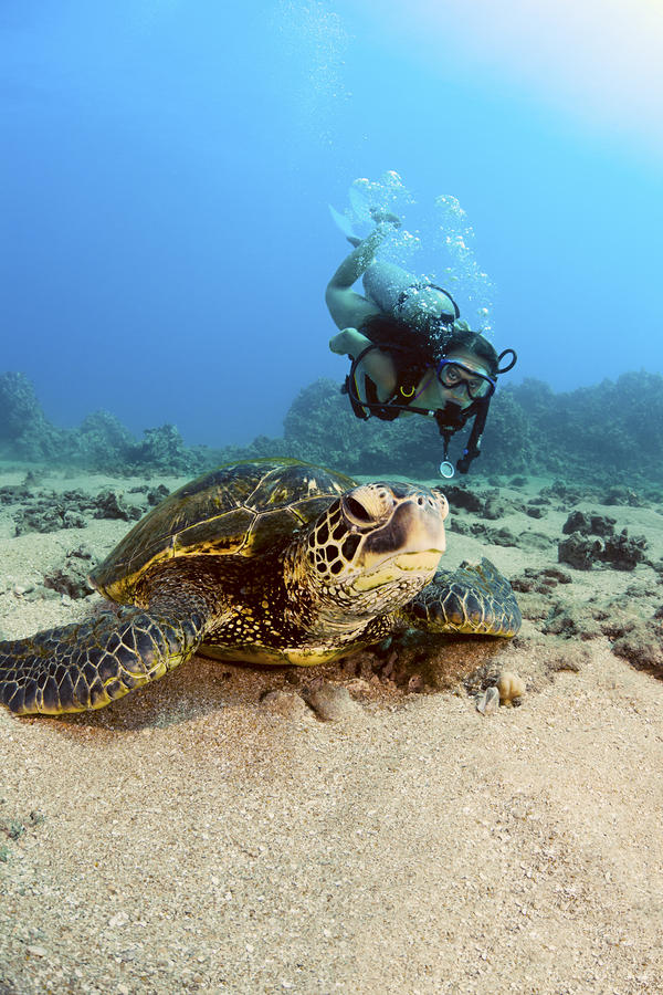 Diver and Green Sea Turtle III Photograph by Dave Fleetham - Printscapes
