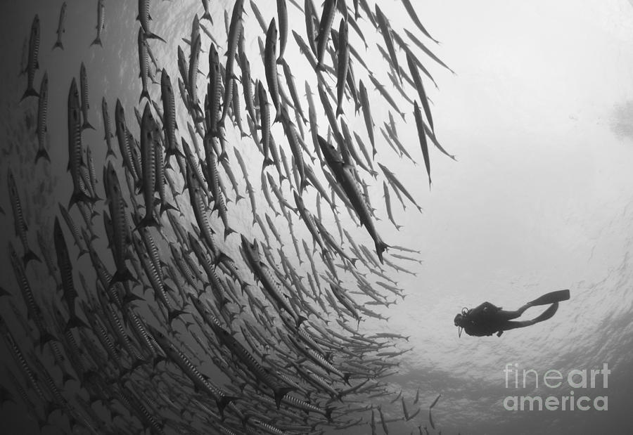 Diver And Schooling Blackfin Barracuda Photograph by Steve Jones