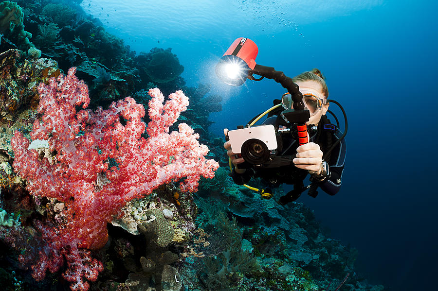 Diver Photographing Soft Coral Photograph by Dave Fleetham
