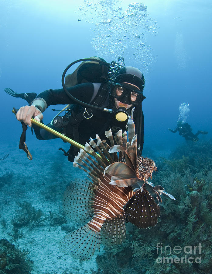 Goggle Photograph - Diver Spears An Invasive Indo-pacific by Karen Doody