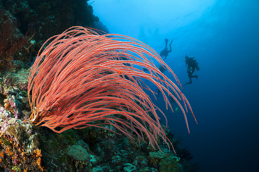 Divers and whip coral Photograph by Dave Fleetham