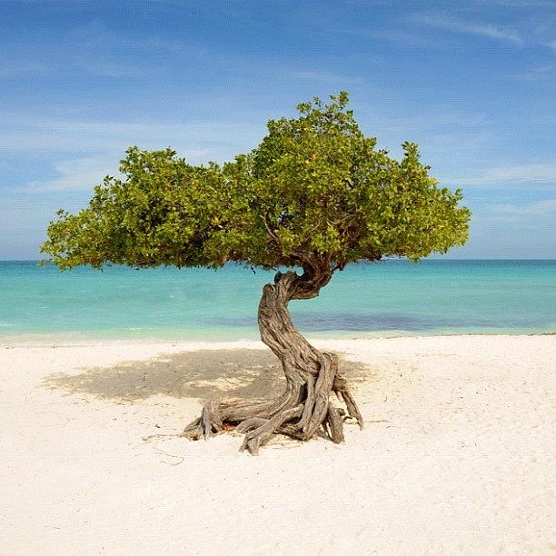 Paradise Photograph - Divi Tree_Aruba by Jay Delavin